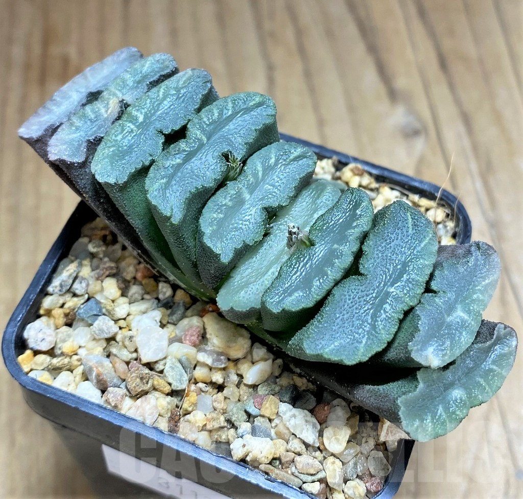 SHPR31173 Haworthia truncata