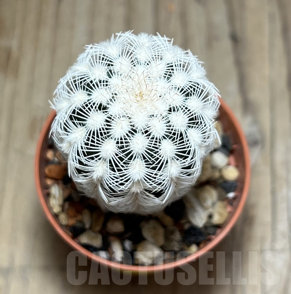 SHPR30567 Echinocereus reichenbachii v. albispinus - Image 2