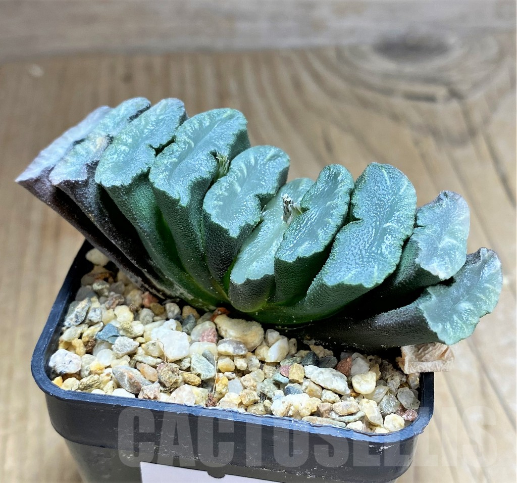 SHPR31173 Haworthia truncata - Image 3