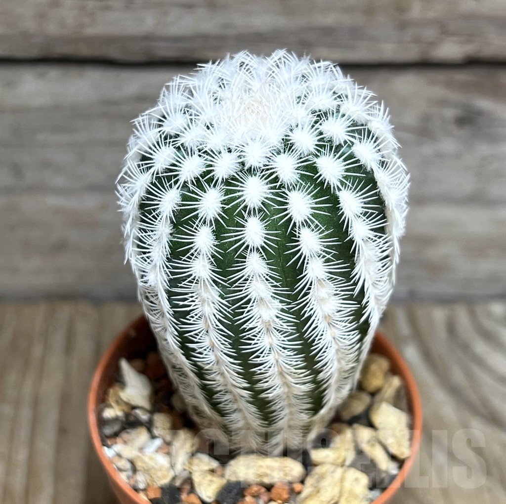 SHPR30568 Echinocereus reichenbachii v. albispinus