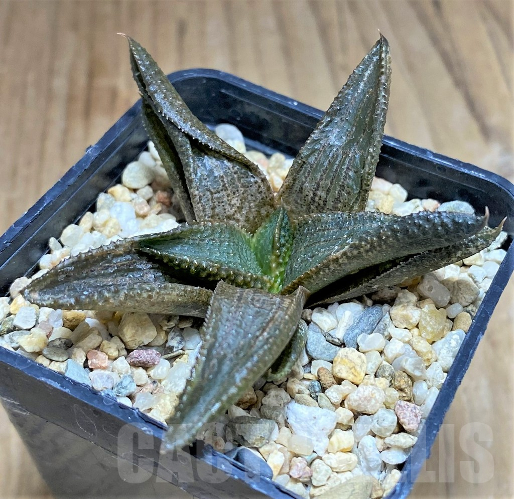 SHPR31174 Haworthia koelmaniorum