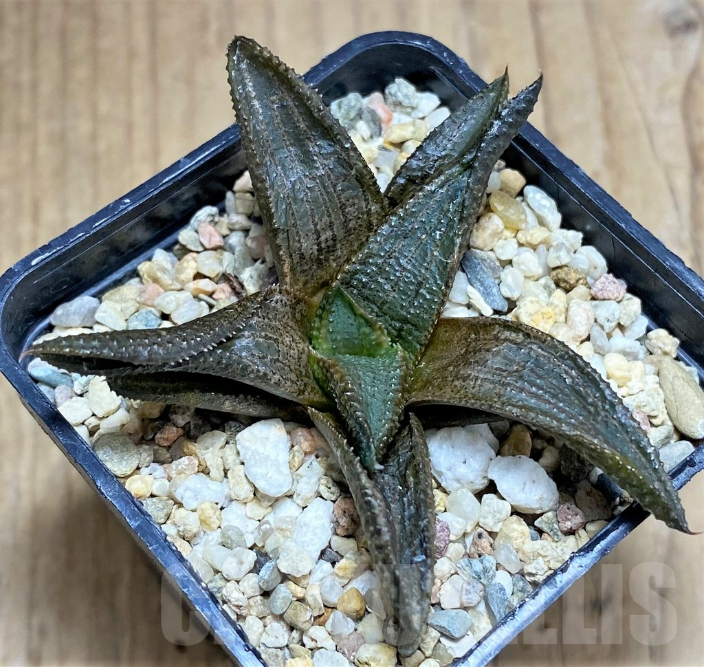 SHPR31174 Haworthia koelmaniorum - Image 2