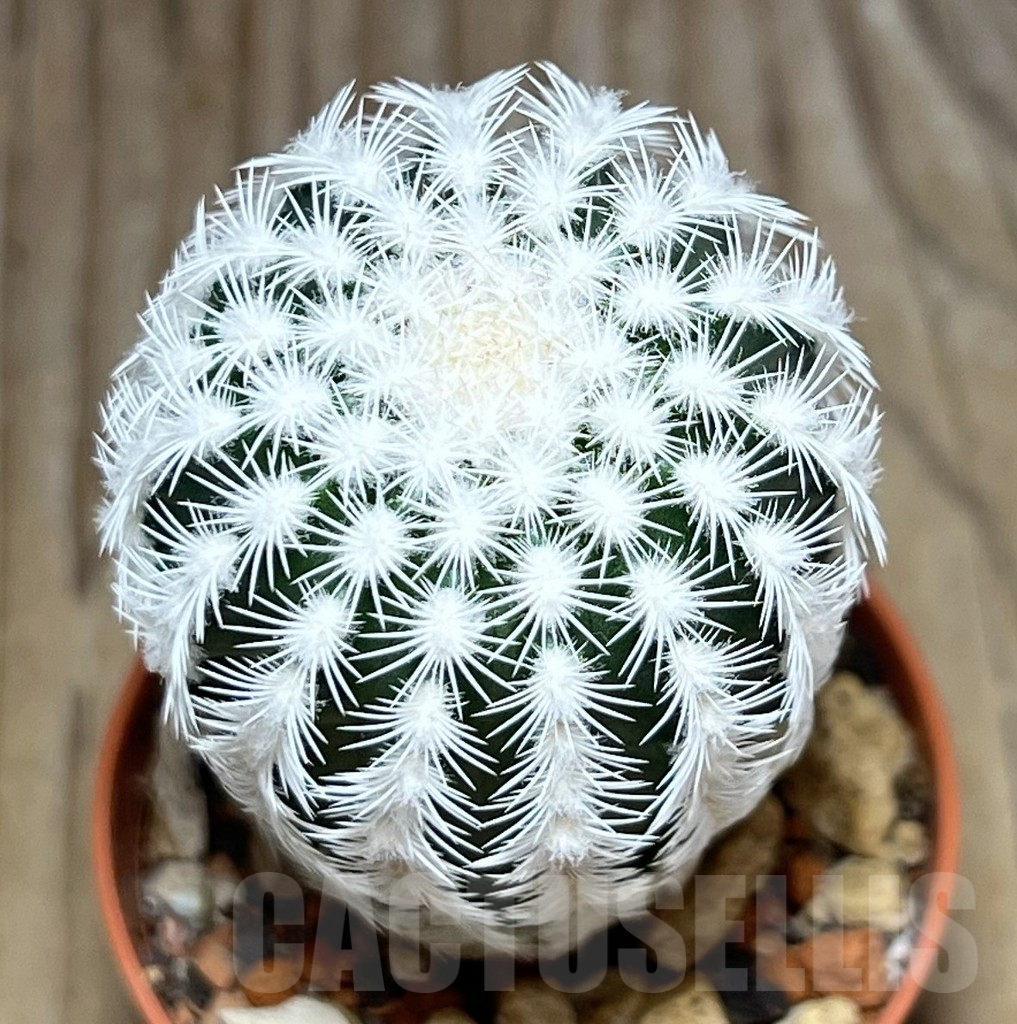 SHPR30568 Echinocereus reichenbachii v. albispinus - Image 2