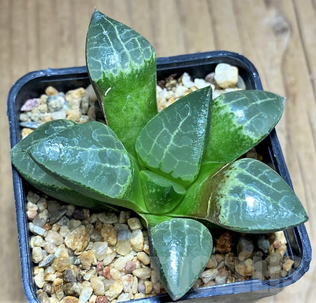 SHPR31175 Haworthia correcta 'Hanakage'