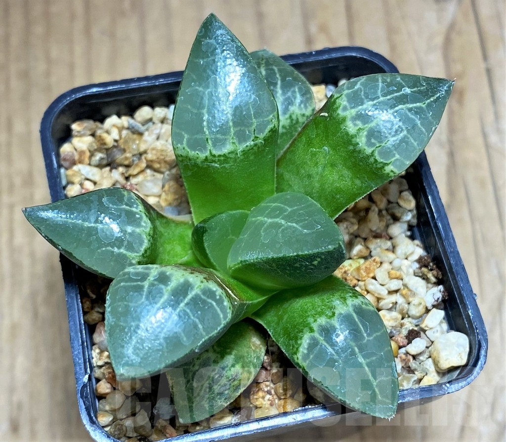 SHPR31175 Haworthia correcta 'Hanakage' - Image 2