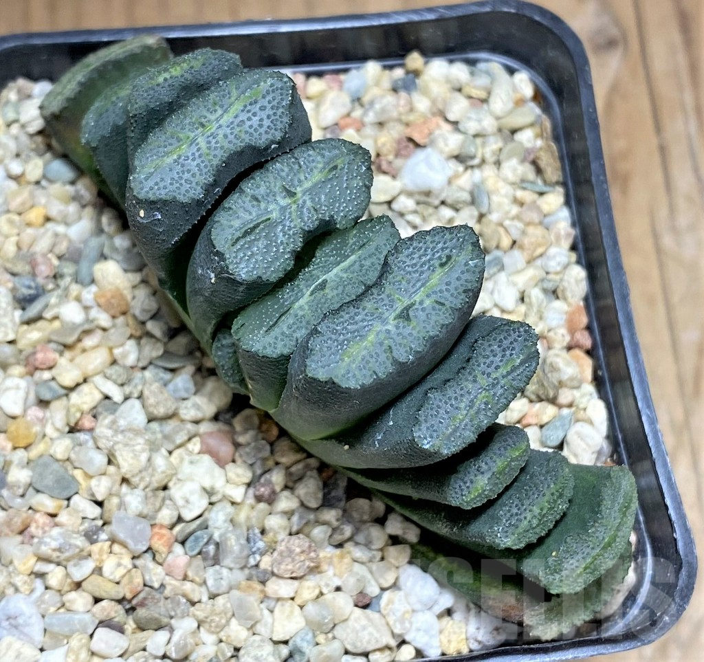 SHPR31177 Haworthia truncata -Japan-