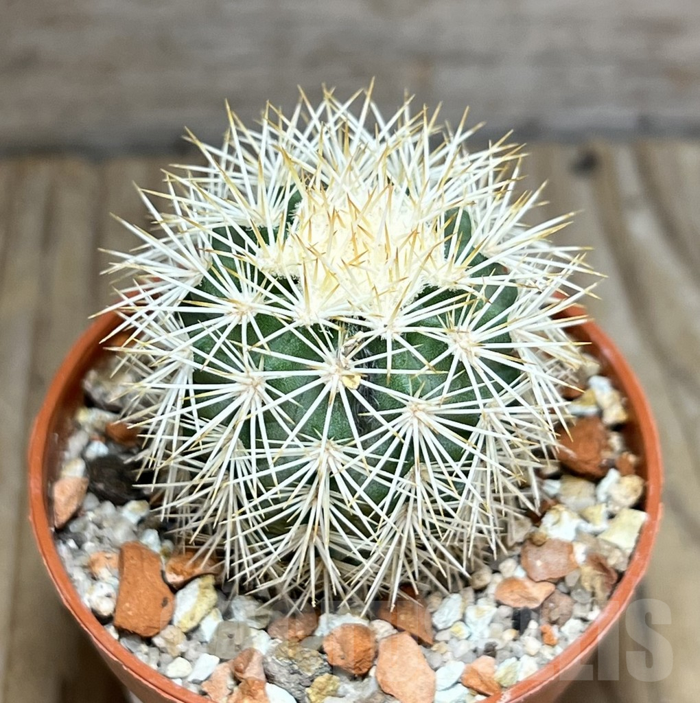 SHPR30570 Echinocereus dasyacanthus