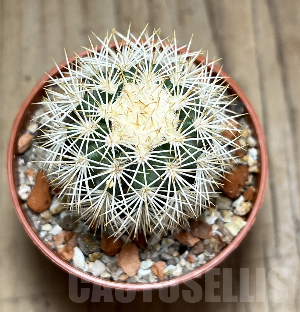 SHPR30570 Echinocereus dasyacanthus - Image 2