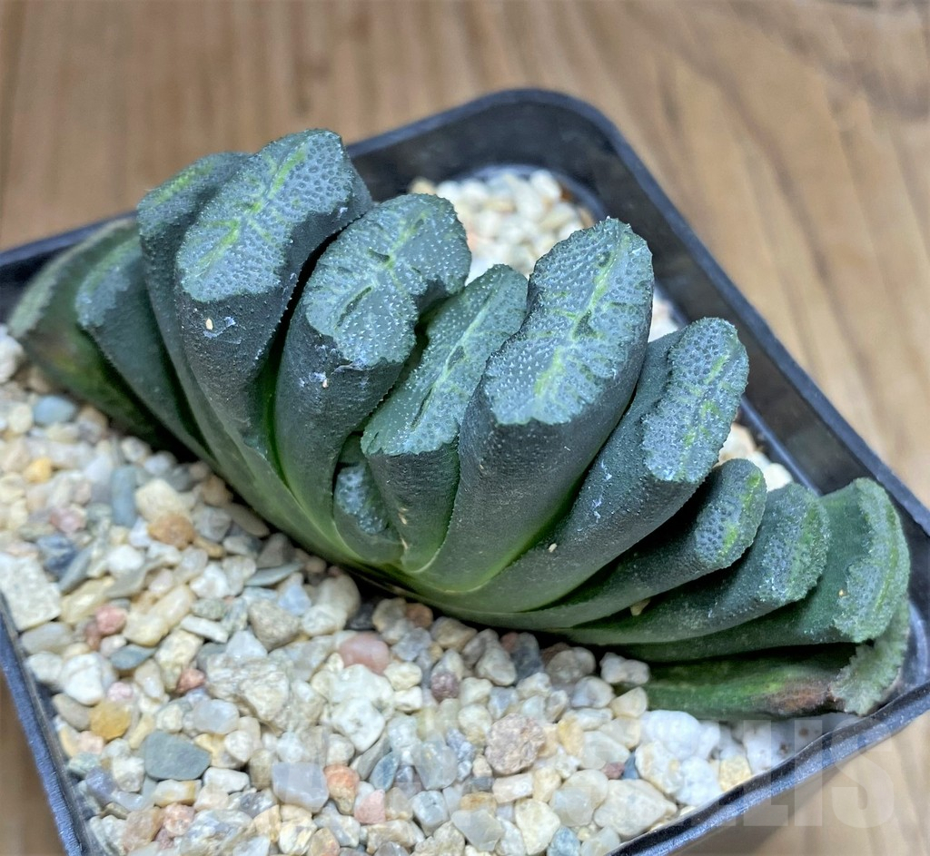 SHPR31177 Haworthia truncata -Japan- - Image 2