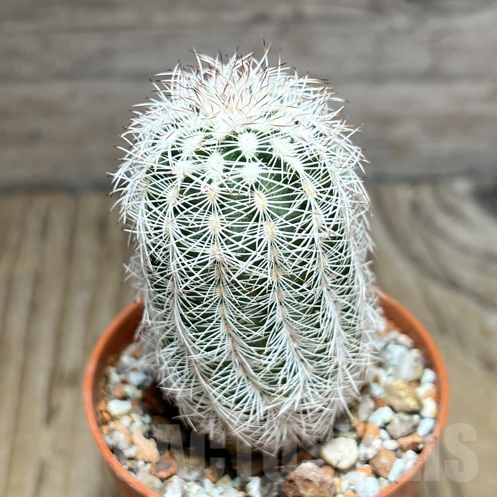 SHPR30573 Echinocereus reichenbachii SH?