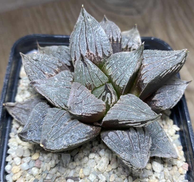 VVG31181 Haworthia 'Sofia'x 'Yulia' - Image 2