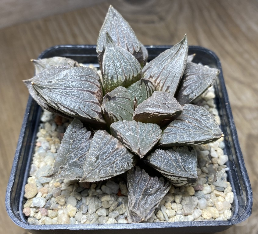 VVG31181 Haworthia 'Sofia'x 'Yulia'