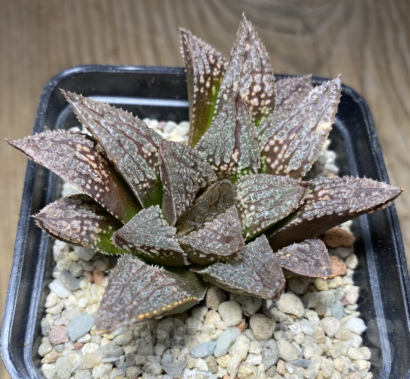 VVG31183 Haworthia 'Black Major'x 'Yulia' clon1