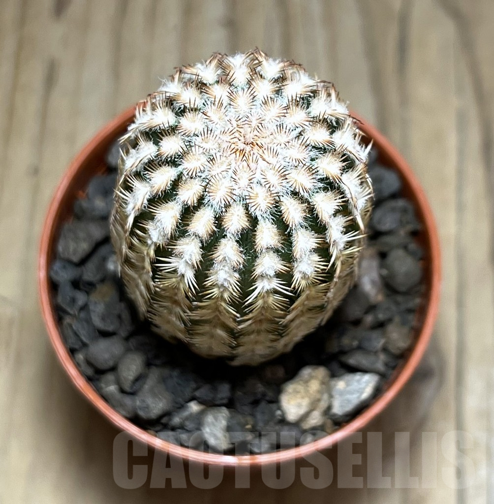 SHPR30576 Echinocereus reichenbachii minor - Image 2