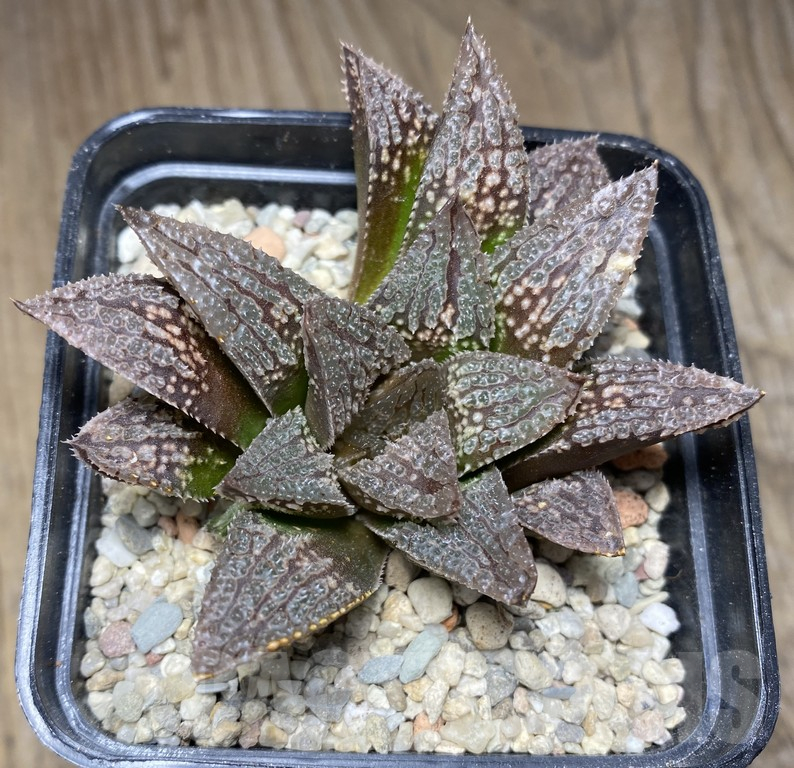 VVG31183 Haworthia 'Black Major'x 'Yulia' clon1 - immagine 2