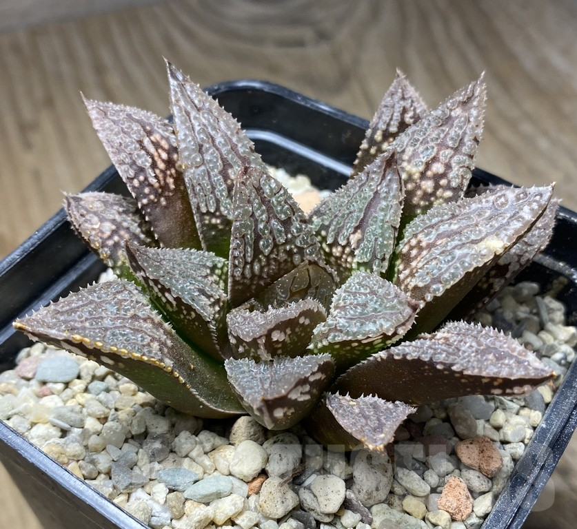 VVG31183 Haworthia 'Black Major'x 'Yulia' clon1 - immagine 3