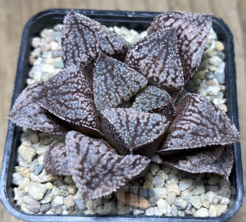 VVG31184 Haworthia ‘Kegazato’x picta -Japan- clon1