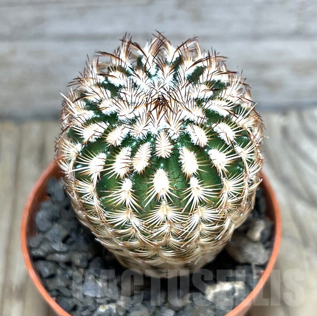 SHPR30578 Echinocereus reichenbachii minor