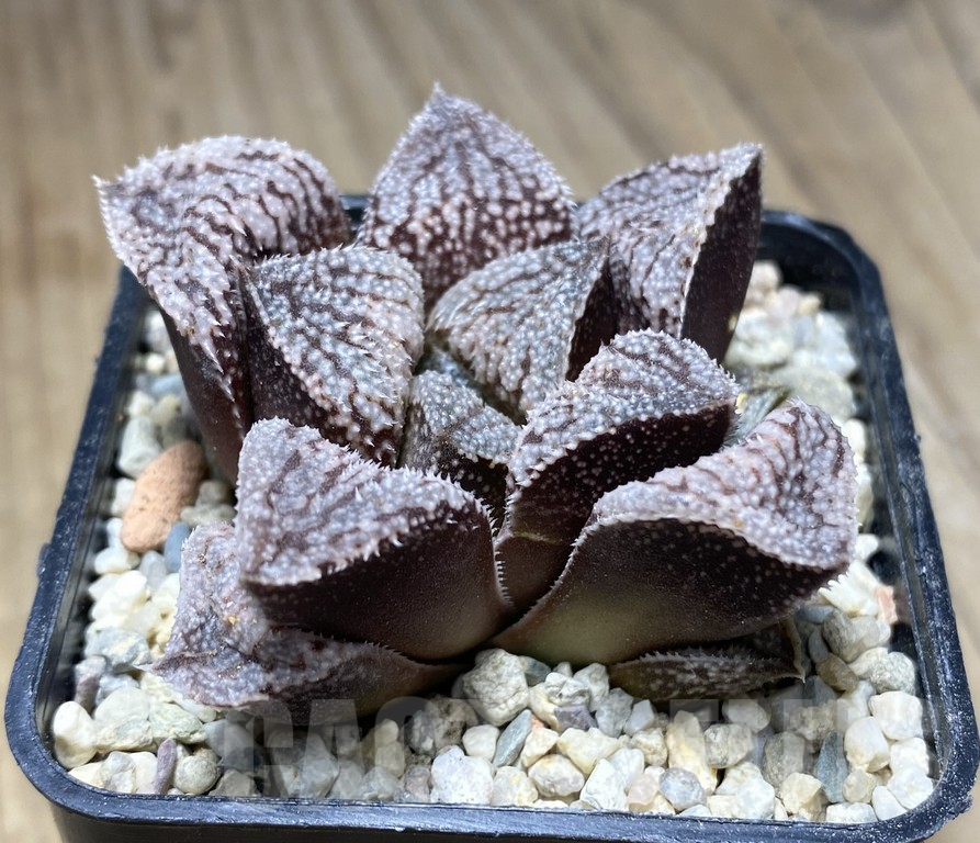 VVG31184 Haworthia ‘Kegazato’x picta -Japan- clon1 - Image 2