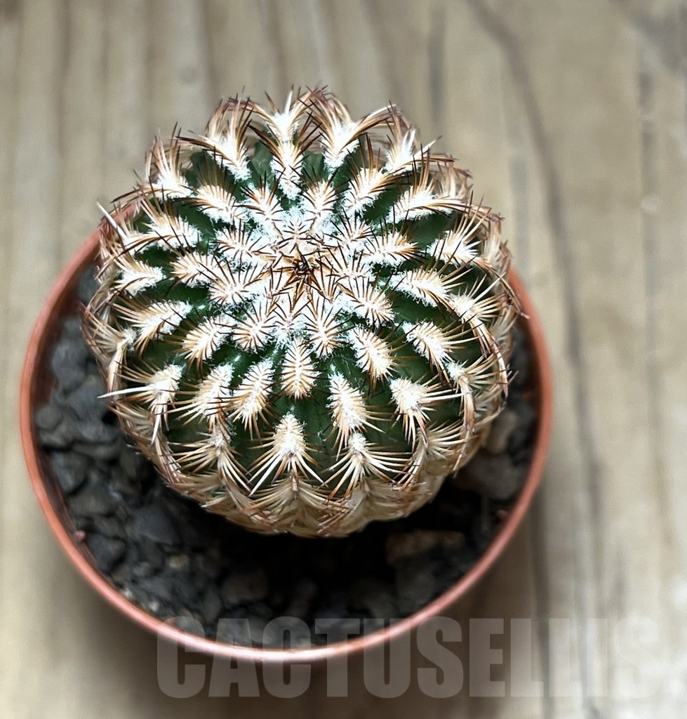 SHPR30578 Echinocereus reichenbachii minor – Bild 2