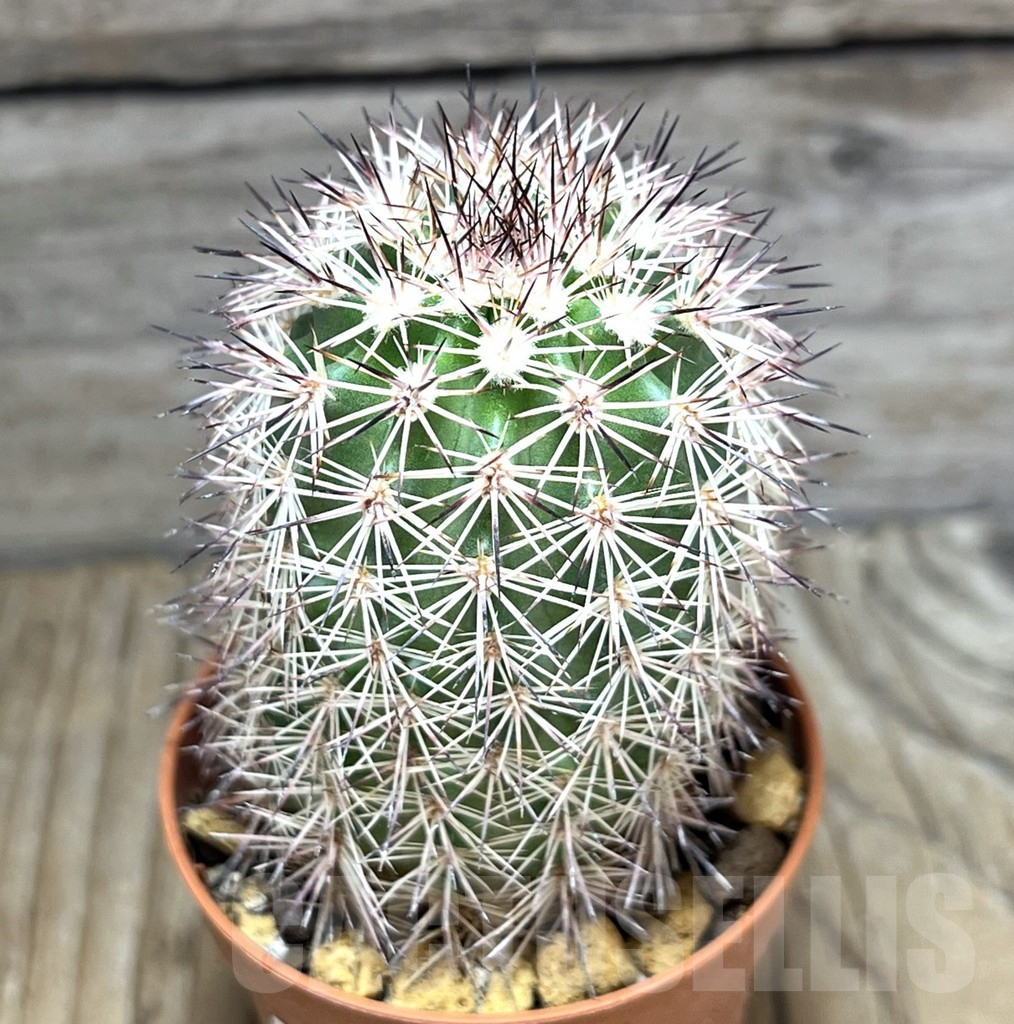 SHPR30579 Echinocereus dasyacanthus