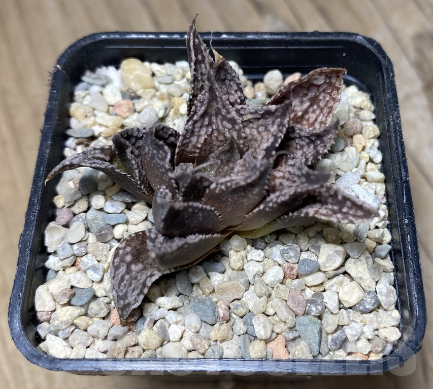 VVG31186 Haworthia 'Viktor' – Image 2