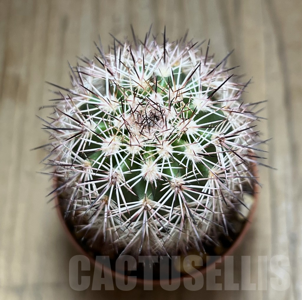 SHPR30579 Echinocereus dasyacanthus - Image 2