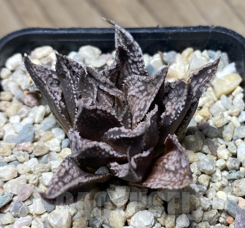VVG31186 Haworthia 'Viktor'