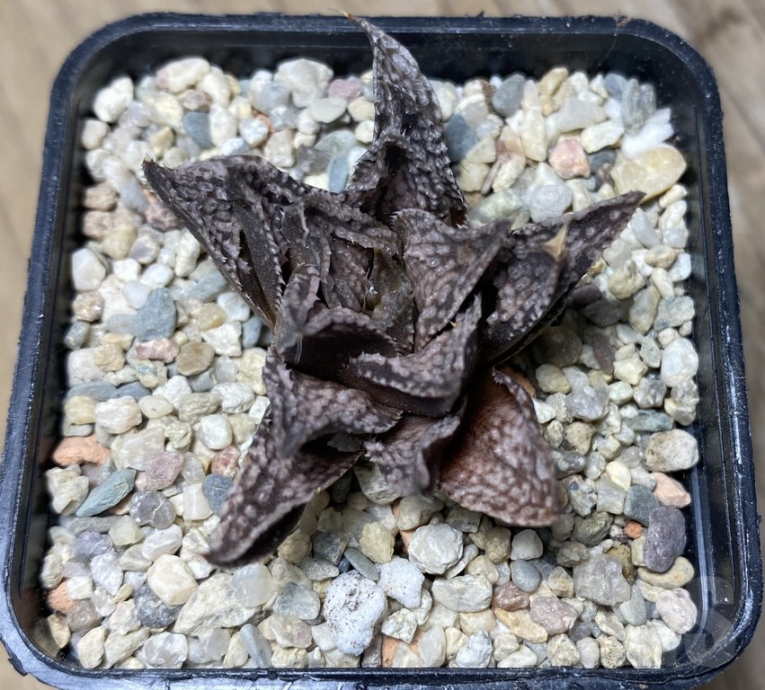 VVG31186 Haworthia 'Viktor' – Image 3