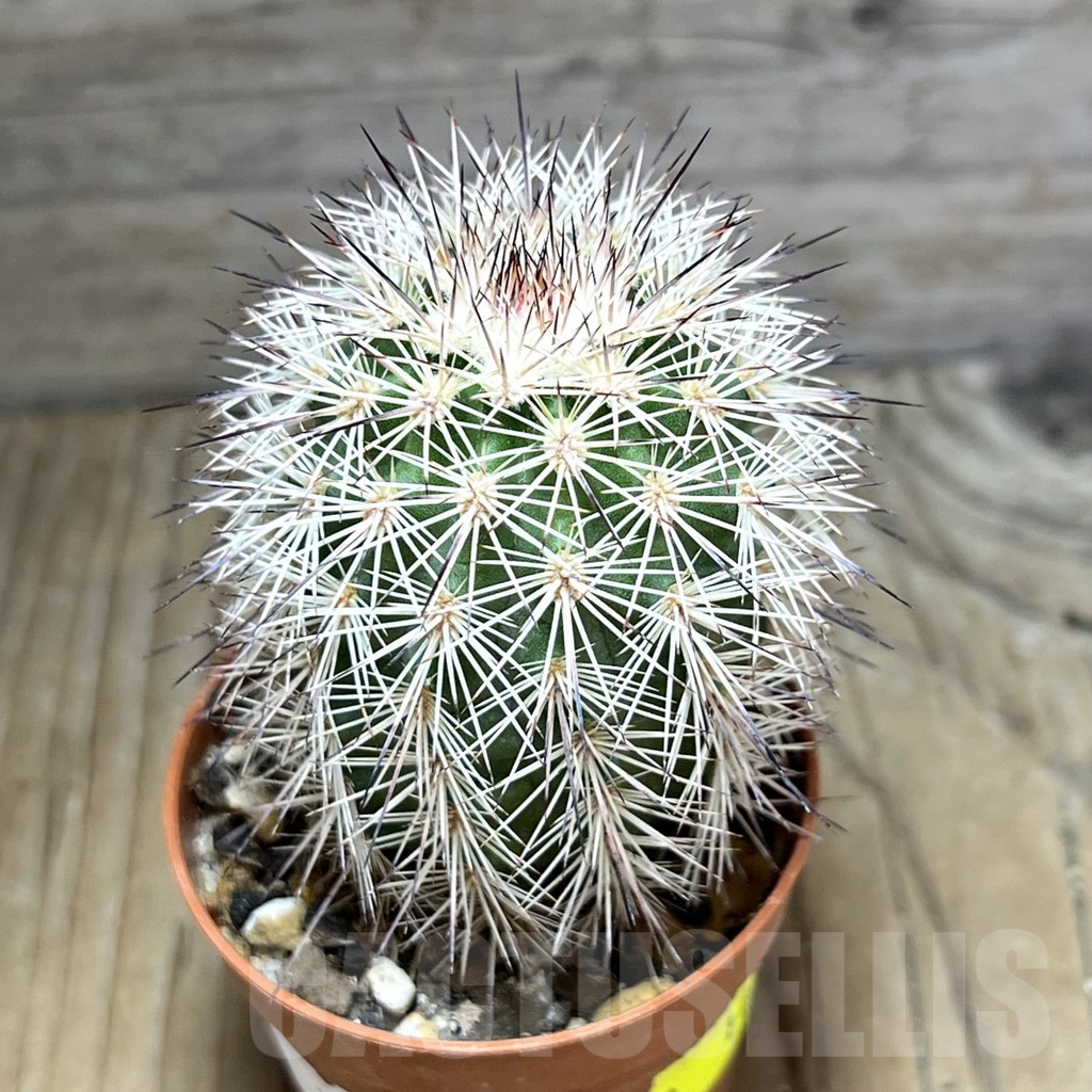 SHPR30580 Echinocereus dasyacanthus