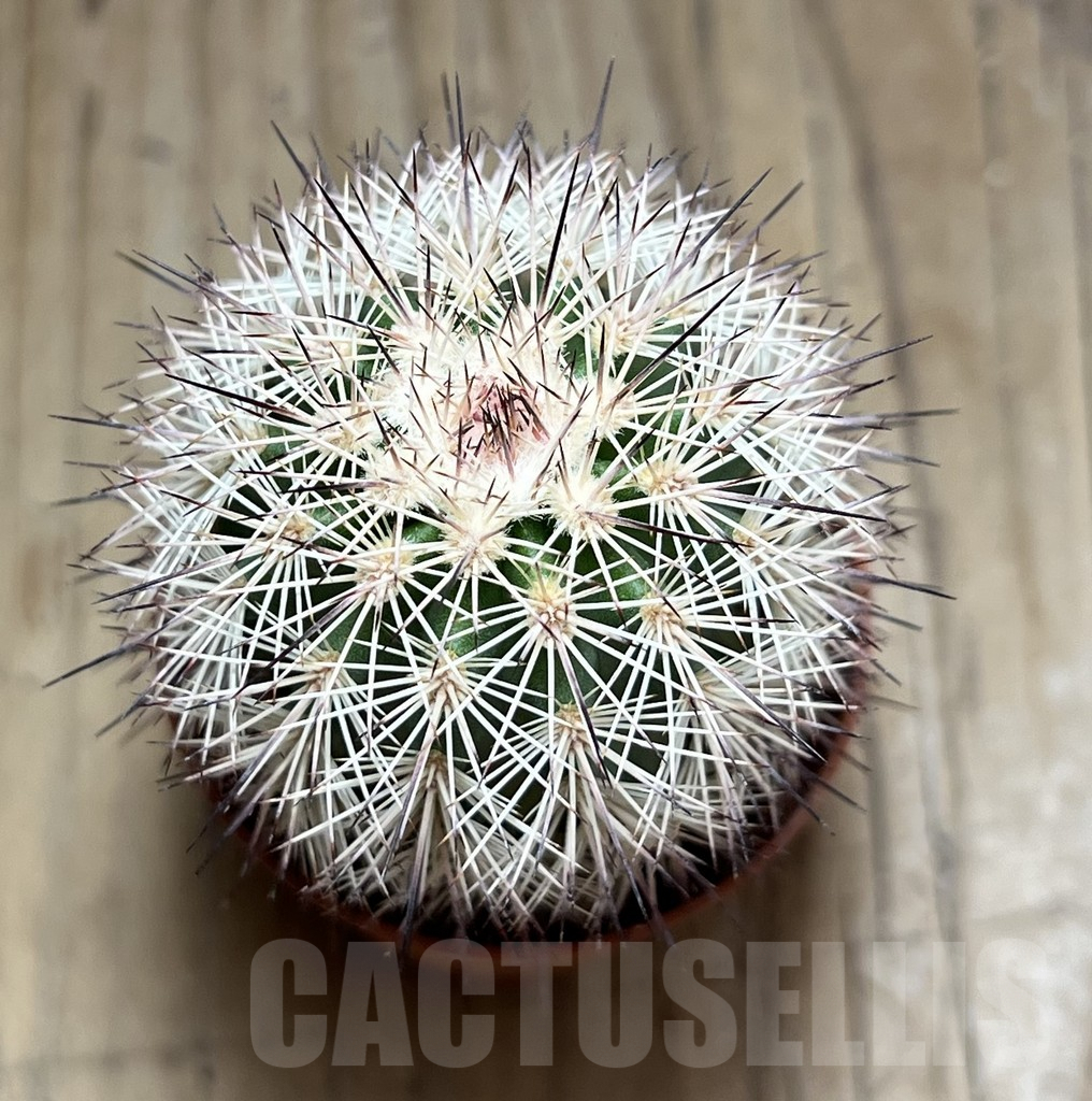 SHPR30580 Echinocereus dasyacanthus - Obrázek 2