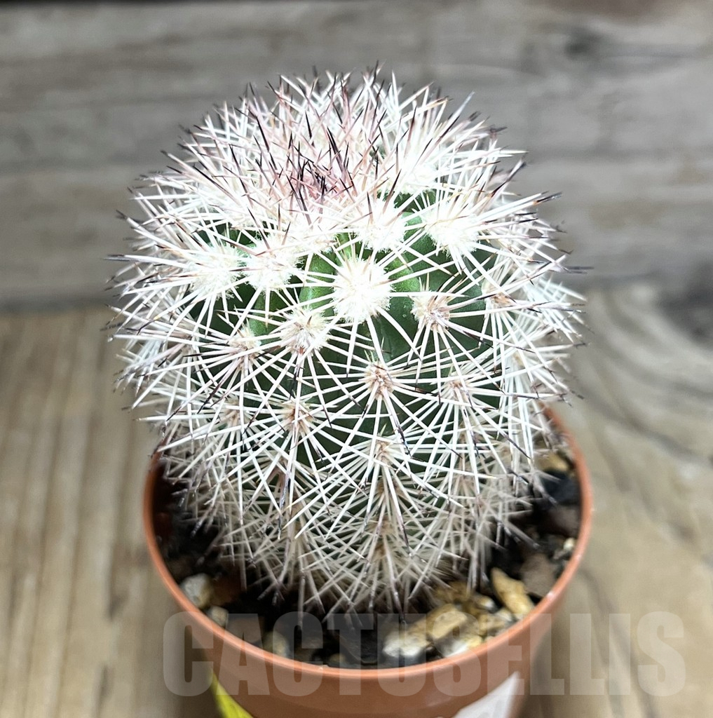 SHPR30581 Echinocereus dasyacanthus