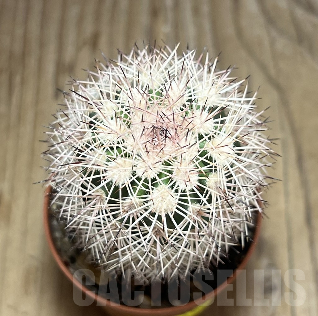 SHPR30581 Echinocereus dasyacanthus - Image 2