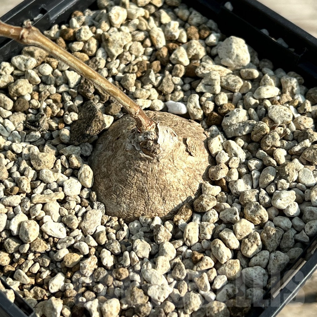 SHPR30591 Raphionacme madiensis ES20869 - immagine 2