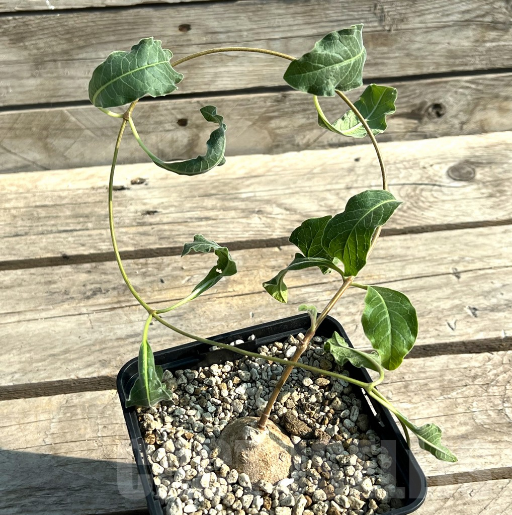 SHPR30591 Raphionacme madiensis ES20869