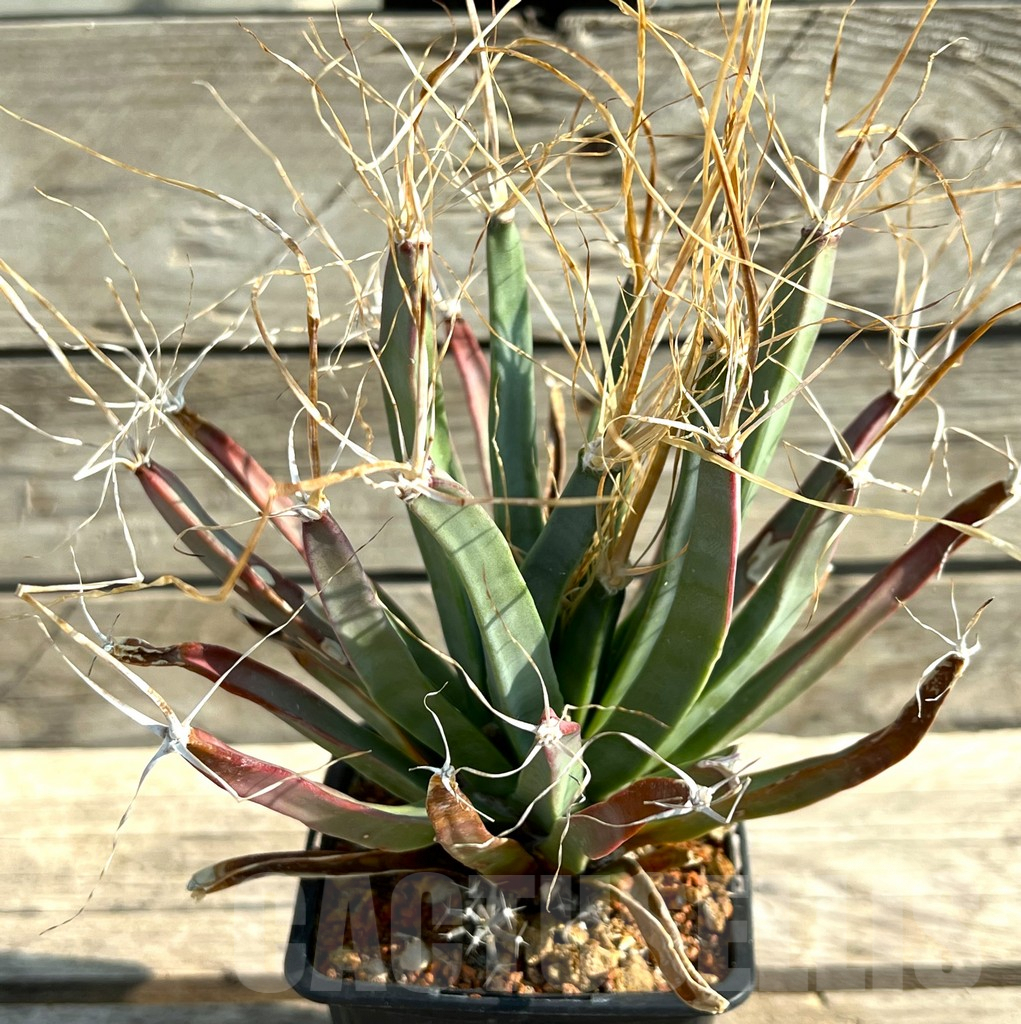 SHPR30593 Leuchtenbergia principis, old 20 years