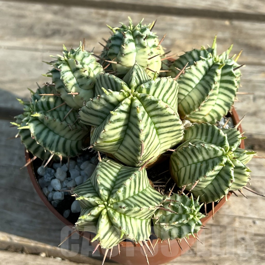 SHPR30594 Euphorbia meloformis f. variegata