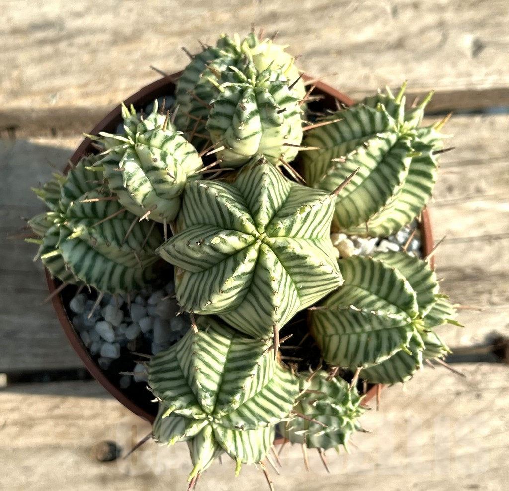 SHPR30594 Euphorbia meloformis f. variegata - Obrázek 2