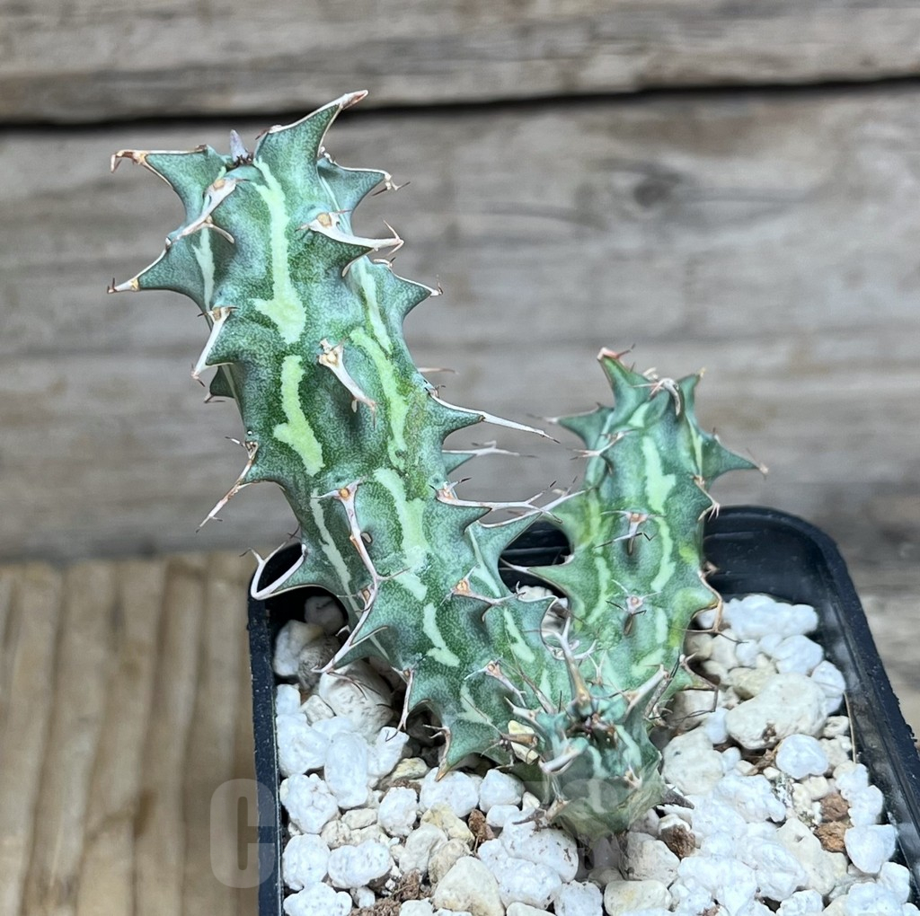 SHPR30596 Euphorbia schizacantha