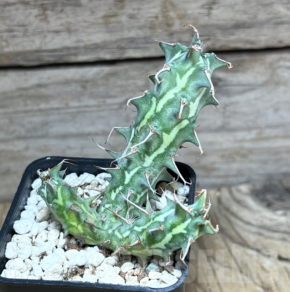 SHPR30596 Euphorbia schizacantha - immagine 2