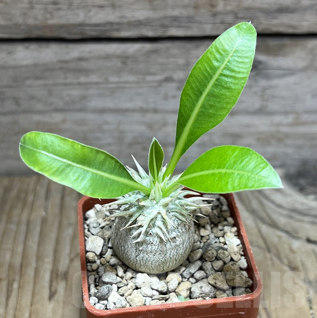 SHPR30598 Pachypodium eburneum Razaf 2012