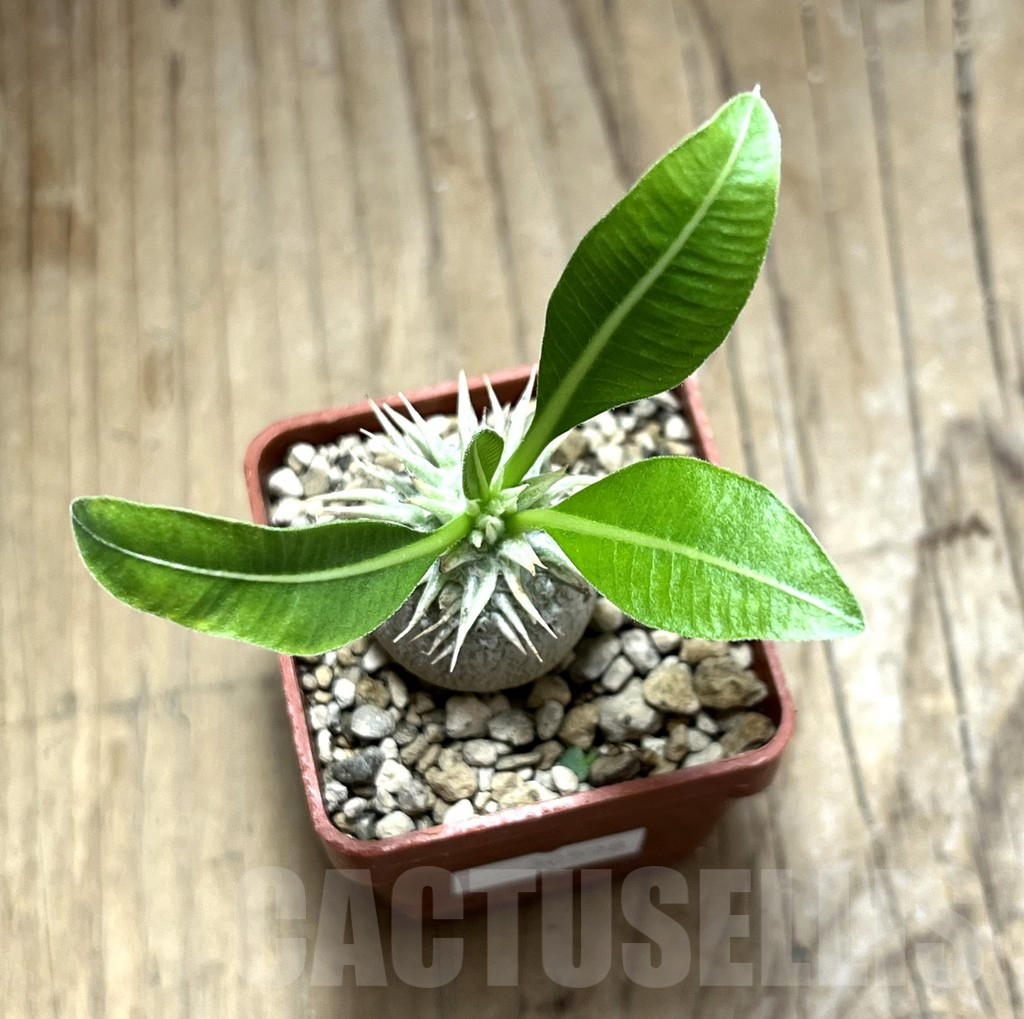 SHPR30598 Pachypodium eburneum Razaf 2012 - immagine 2