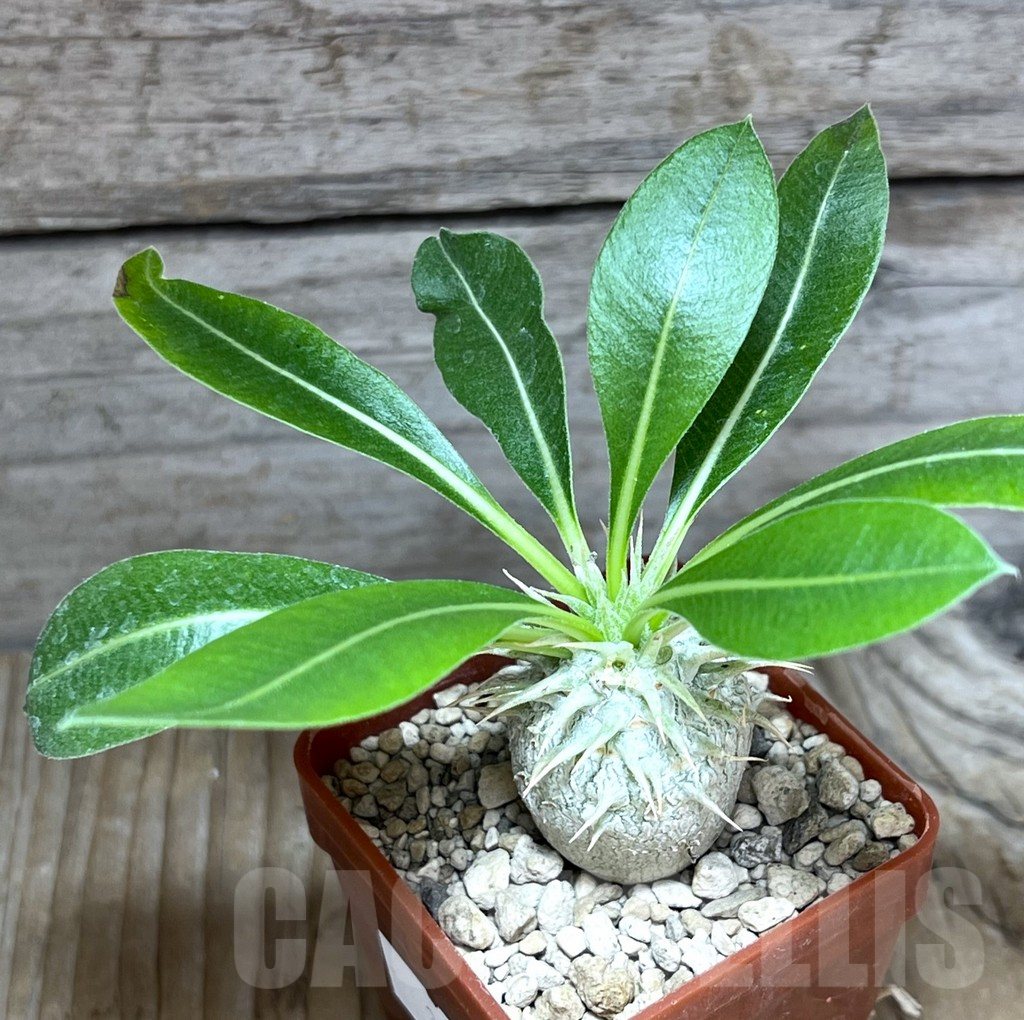 SHPR30600 Pachypodium eburneum Razaf 2012