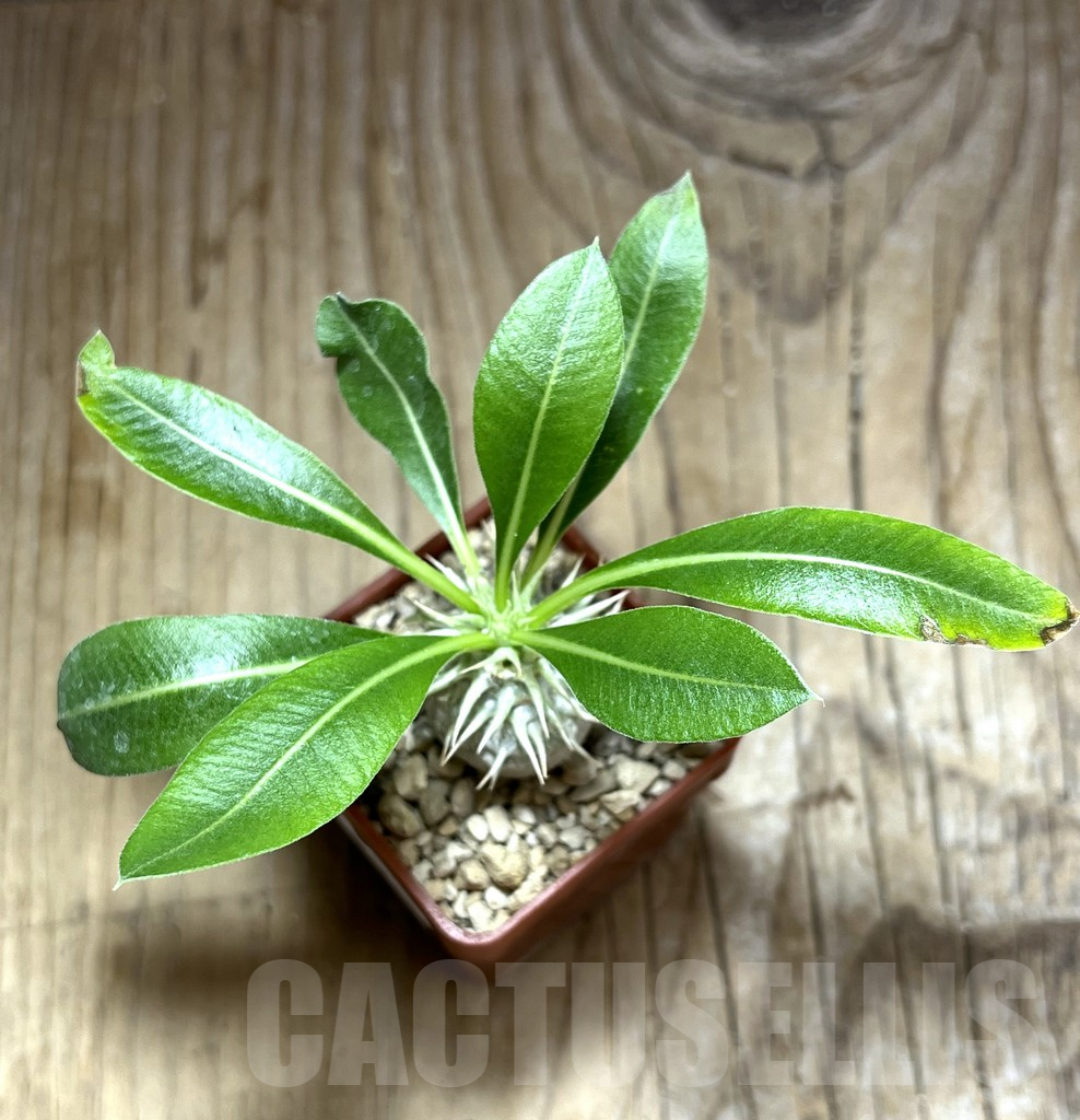 SHPR30600 Pachypodium eburneum Razaf 2012 - Image 2