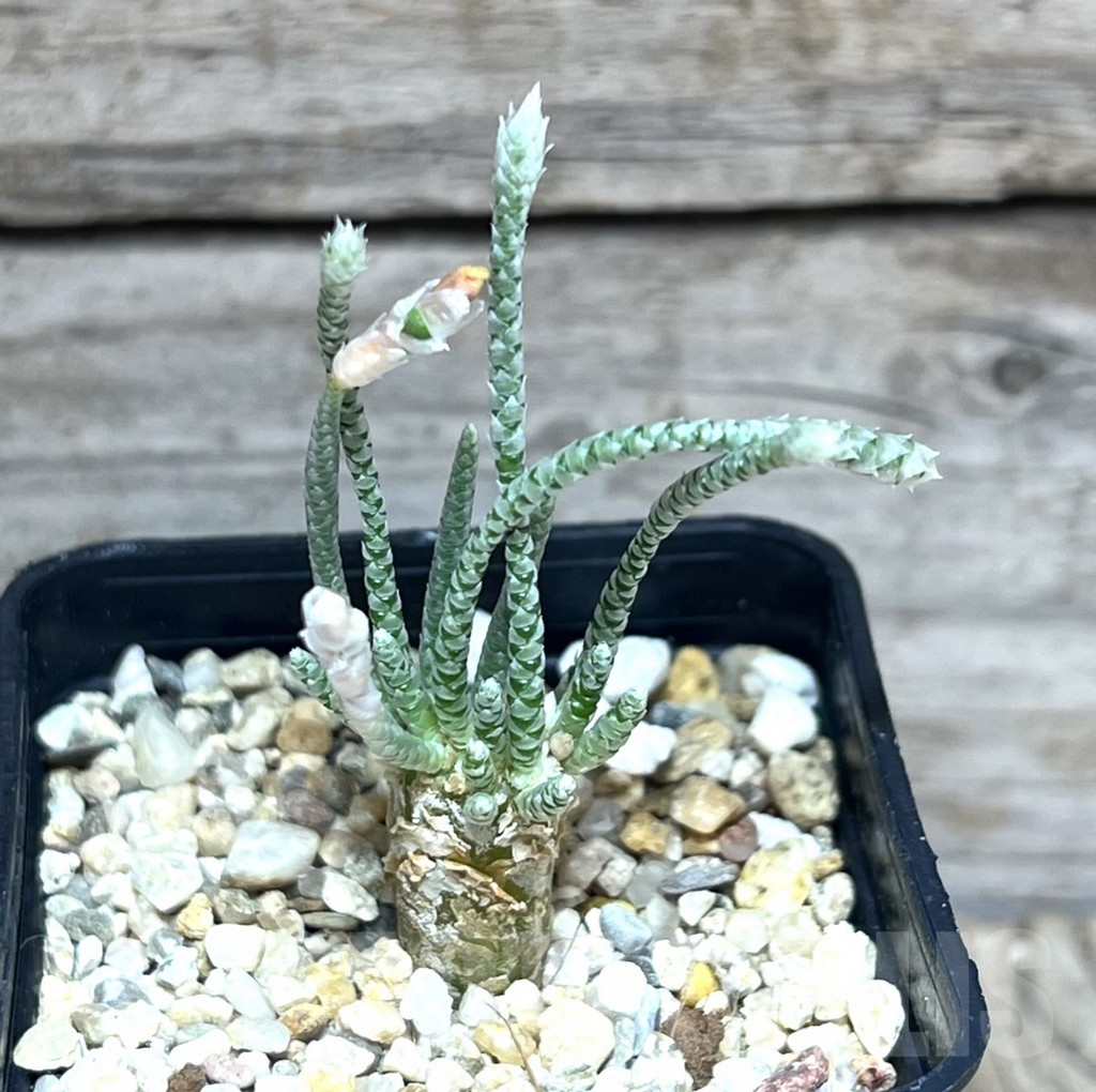 SHPR30601 Avonia quinaria - Imagen 2