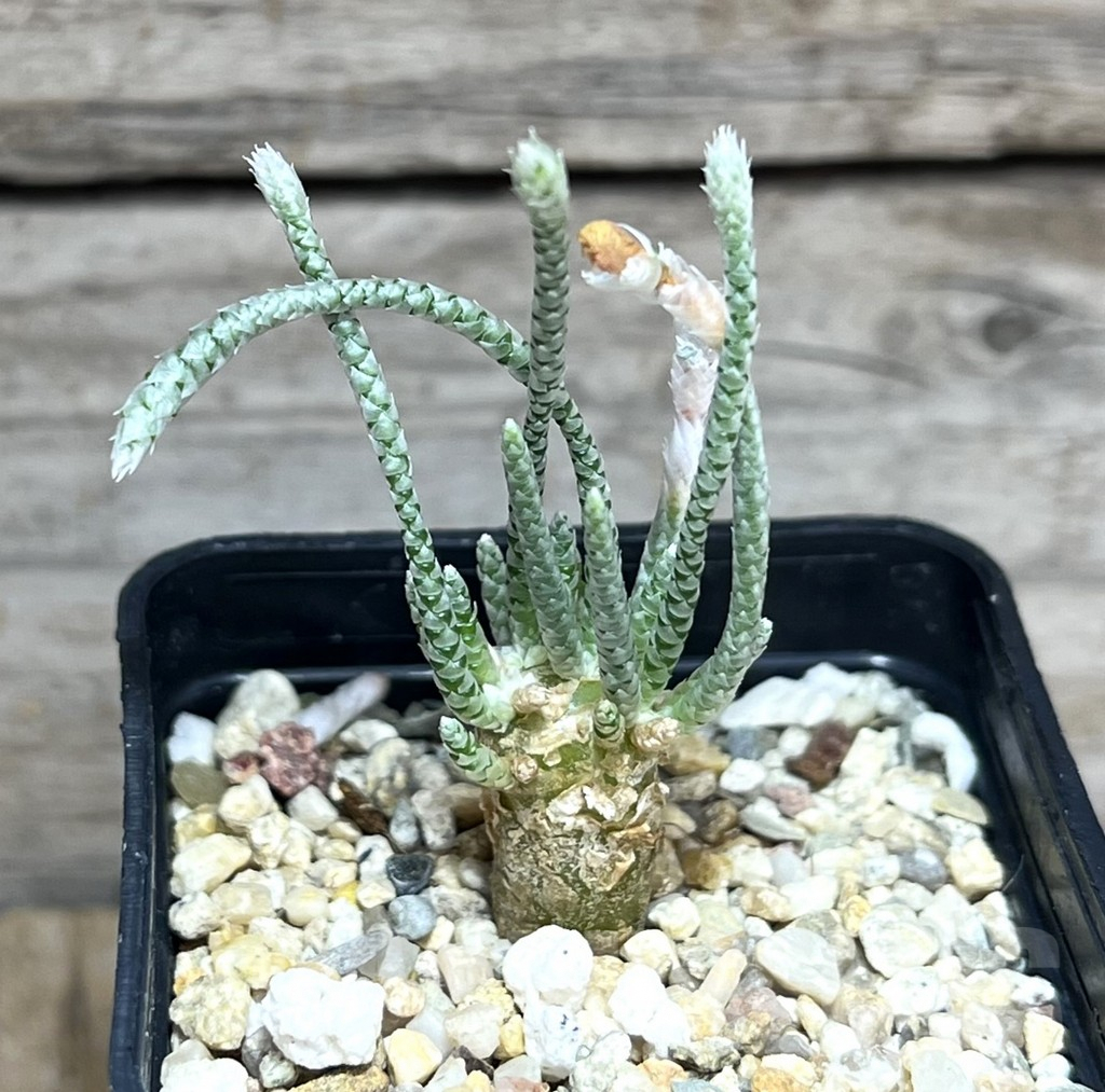 SHPR30601 Avonia quinaria