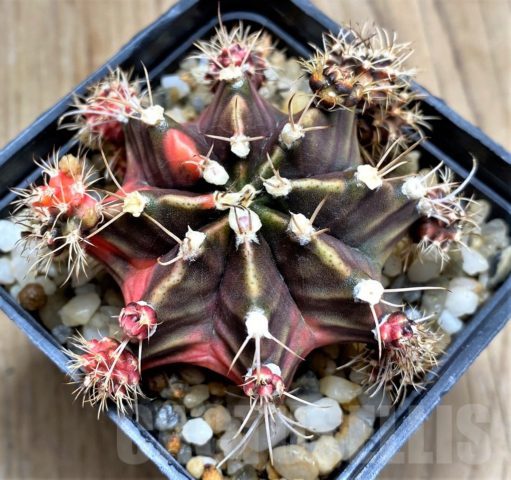 SHPR31214 Gymnocalycium mihanovichii f. variegata - Image 2
