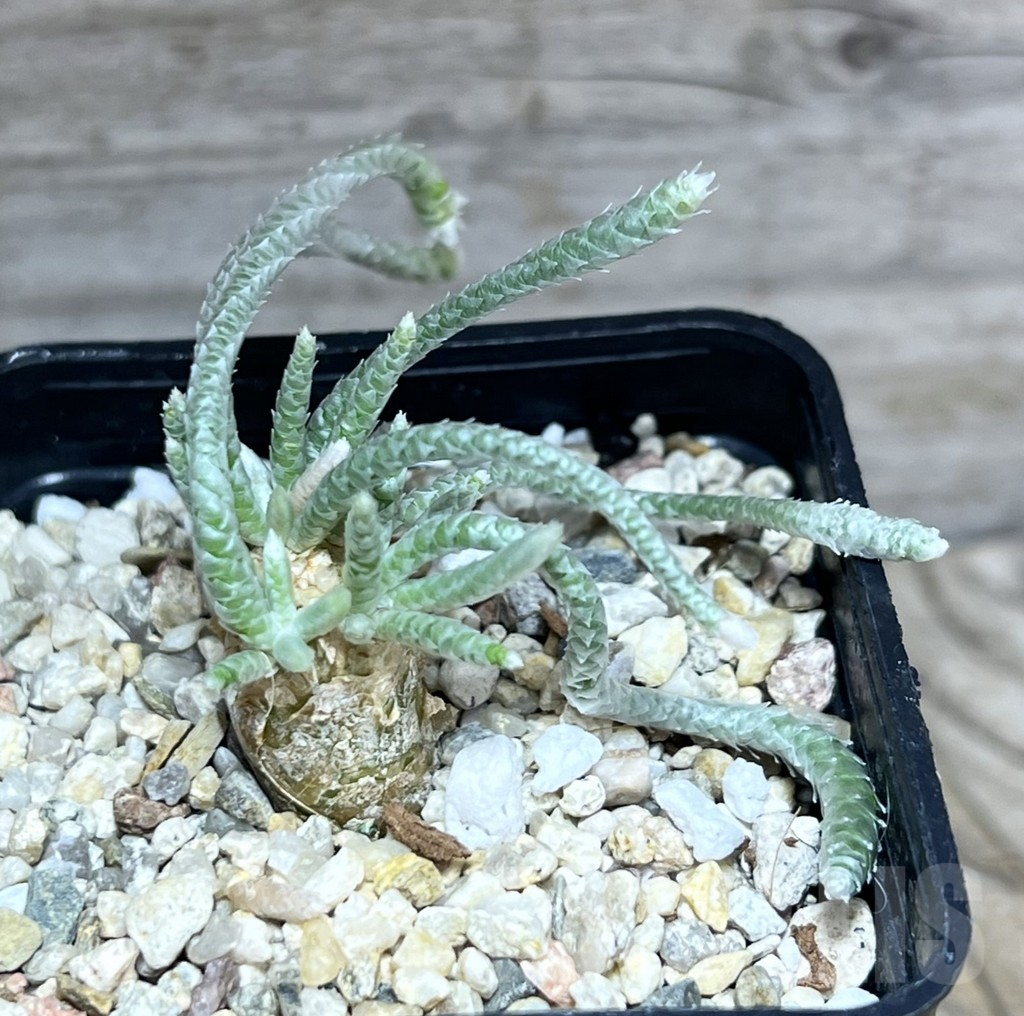 SHPR30602 Avonia quinaria