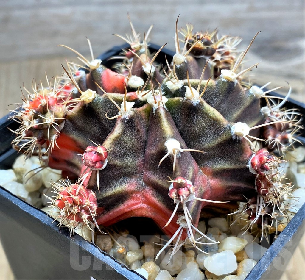 SHPR31214 Gymnocalycium mihanovichii f. variegata - Image 3
