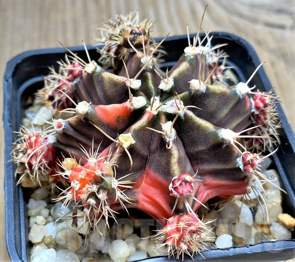 SHPR31214 Gymnocalycium mihanovichii f. variegata